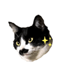 ハチワレヒゲ猫たまお（個別スタンプ：14）