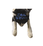 ハチワレヒゲ猫たまお（個別スタンプ：15）