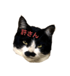 ハチワレヒゲ猫たまお（個別スタンプ：16）
