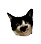 ハチワレヒゲ猫たまお（個別スタンプ：17）