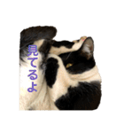 ハチワレヒゲ猫たまお（個別スタンプ：18）