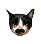 ハチワレヒゲ猫たまお（個別スタンプ：19）