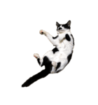 ハチワレヒゲ猫たまお（個別スタンプ：20）