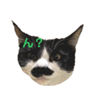 ハチワレヒゲ猫たまお（個別スタンプ：21）