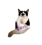 ハチワレヒゲ猫たまお（個別スタンプ：22）