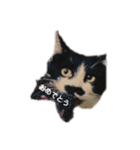 ハチワレヒゲ猫たまお（個別スタンプ：24）