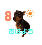 ミニチュアピンシャーの日常(続き)（個別スタンプ：1）