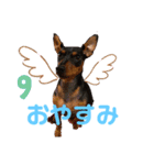 ミニチュアピンシャーの日常(続き)（個別スタンプ：2）