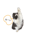 tenkotenko（個別スタンプ：4）