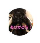 ネゴのお願い！（個別スタンプ：1）