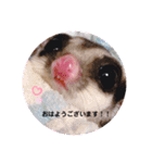 フクロモモンガの日常①（個別スタンプ：1）