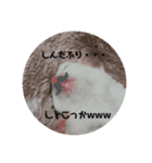 フクロモモンガの日常①（個別スタンプ：11）
