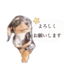 マロン君②（個別スタンプ：6）