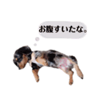 マロン君②（個別スタンプ：26）