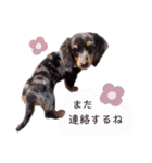 マロン君②（個別スタンプ：37）