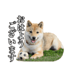 毎日使える、柴犬こはるのスタンプ3 敬語編（個別スタンプ：1）