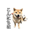 毎日使える、柴犬こはるのスタンプ3 敬語編（個別スタンプ：2）