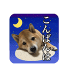 毎日使える、柴犬こはるのスタンプ3 敬語編（個別スタンプ：3）