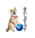 毎日使える、柴犬こはるのスタンプ3 敬語編（個別スタンプ：4）