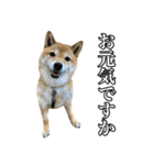 毎日使える、柴犬こはるのスタンプ3 敬語編（個別スタンプ：5）
