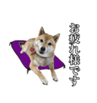毎日使える、柴犬こはるのスタンプ3 敬語編（個別スタンプ：6）