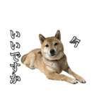 毎日使える、柴犬こはるのスタンプ3 敬語編（個別スタンプ：7）