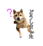 毎日使える、柴犬こはるのスタンプ3 敬語編（個別スタンプ：8）
