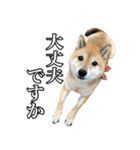 毎日使える、柴犬こはるのスタンプ3 敬語編（個別スタンプ：9）