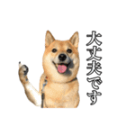 毎日使える、柴犬こはるのスタンプ3 敬語編（個別スタンプ：10）
