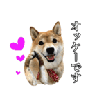 毎日使える、柴犬こはるのスタンプ3 敬語編（個別スタンプ：11）