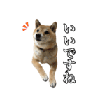 毎日使える、柴犬こはるのスタンプ3 敬語編（個別スタンプ：12）
