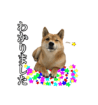 毎日使える、柴犬こはるのスタンプ3 敬語編（個別スタンプ：13）