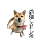毎日使える、柴犬こはるのスタンプ3 敬語編（個別スタンプ：14）