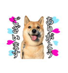 毎日使える、柴犬こはるのスタンプ3 敬語編（個別スタンプ：15）