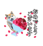 毎日使える、柴犬こはるのスタンプ3 敬語編（個別スタンプ：16）