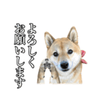 毎日使える、柴犬こはるのスタンプ3 敬語編（個別スタンプ：17）