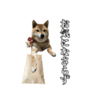 毎日使える、柴犬こはるのスタンプ3 敬語編（個別スタンプ：18）