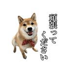 毎日使える、柴犬こはるのスタンプ3 敬語編（個別スタンプ：19）