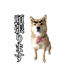 毎日使える、柴犬こはるのスタンプ3 敬語編（個別スタンプ：20）