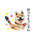 毎日使える、柴犬こはるのスタンプ3 敬語編（個別スタンプ：21）