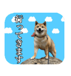 毎日使える、柴犬こはるのスタンプ3 敬語編（個別スタンプ：22）