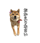 毎日使える、柴犬こはるのスタンプ3 敬語編（個別スタンプ：23）