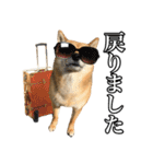 毎日使える、柴犬こはるのスタンプ3 敬語編（個別スタンプ：24）