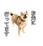 毎日使える、柴犬こはるのスタンプ3 敬語編（個別スタンプ：25）