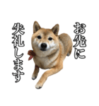 毎日使える、柴犬こはるのスタンプ3 敬語編（個別スタンプ：26）