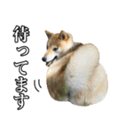 毎日使える、柴犬こはるのスタンプ3 敬語編（個別スタンプ：27）