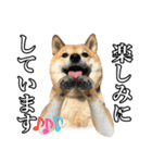 毎日使える、柴犬こはるのスタンプ3 敬語編（個別スタンプ：28）