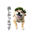 毎日使える、柴犬こはるのスタンプ3 敬語編（個別スタンプ：29）