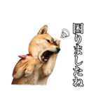 毎日使える、柴犬こはるのスタンプ3 敬語編（個別スタンプ：31）