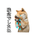 毎日使える、柴犬こはるのスタンプ3 敬語編（個別スタンプ：32）